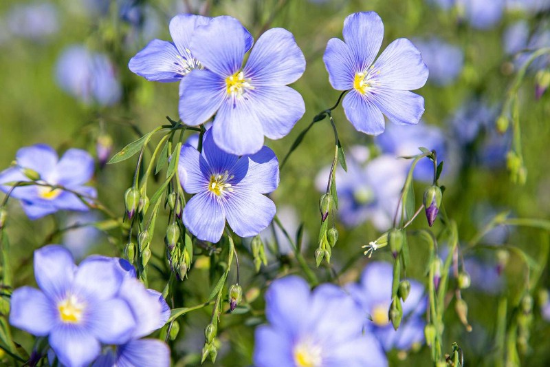 ms-Wild-Blueflax-getty-5c0cf0bf9b11474498d3906f11daec33 ms-Wild-Blueflax-getty-5c0cf0bf9b11474498d3906f11daec33