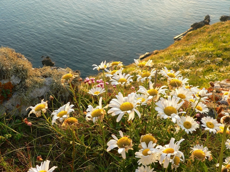 PFS11 Coastal Area Wildflower Seed Mix 768x576