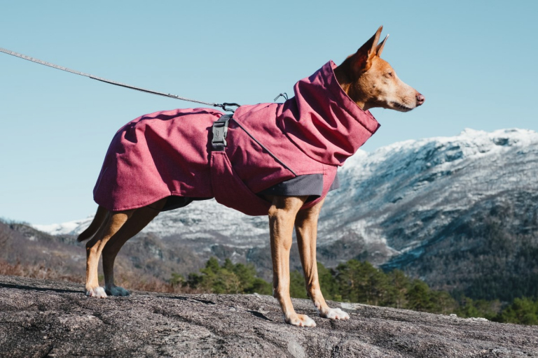 dog jackets 768x512