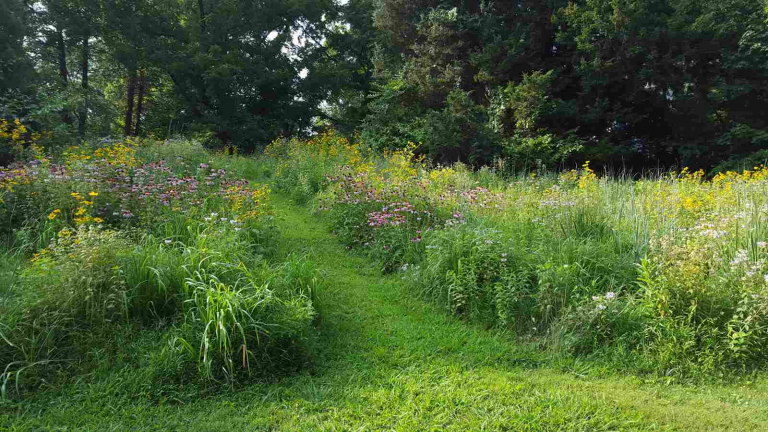 wild seed 11zon 768x432