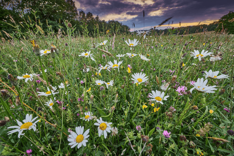 Wild Flower Seed 768x513